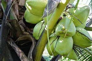 The Garden Estate