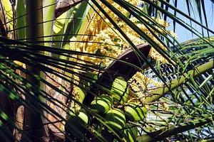 The Garden Estate