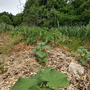Interwoven Permaculture