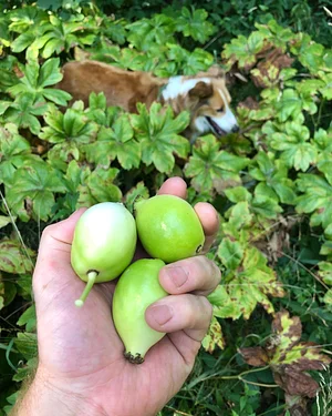 Interwoven Permaculture