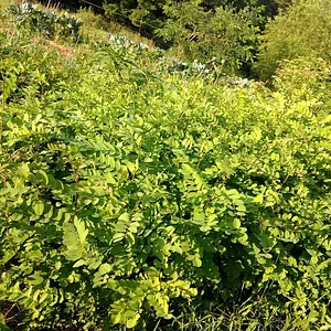 Interwoven Permaculture