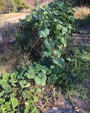 Interwoven Permaculture