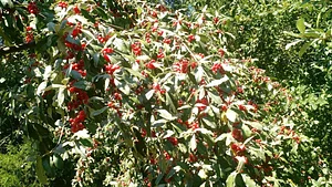 Interwoven Permaculture