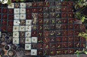 Mu̱'ta Biocultural