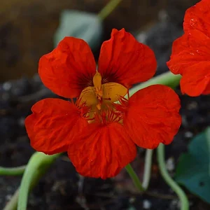 Mu̱'ta Biocultural