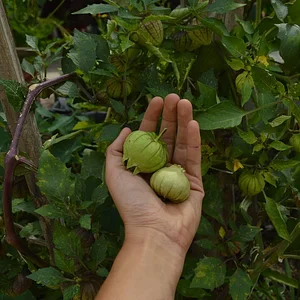 Mu̱'ta Biocultural