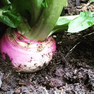 Mu̱'ta Biocultural