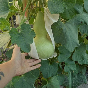 Mu̱'ta Biocultural