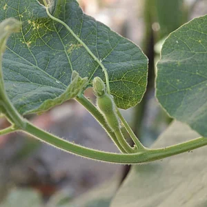 Mu̱'ta Biocultural