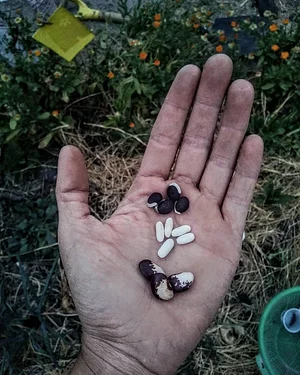 Mu̱'Ta Biocultural