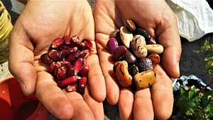 Mu̱'ta Biocultural