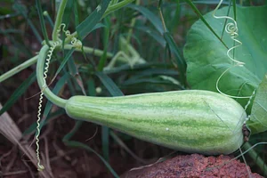 Aranya Agricultural Alternatives