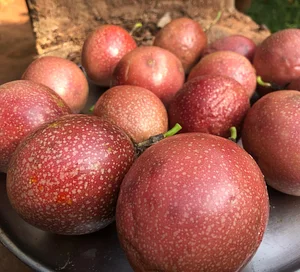 Aranya Agricultural Alternatives