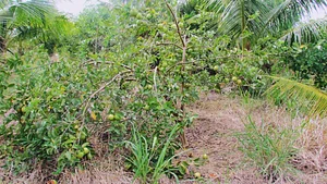 The Garden Estate