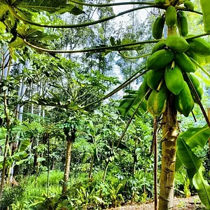 Sistema Agroflorestal Sítio Santa Fé 2