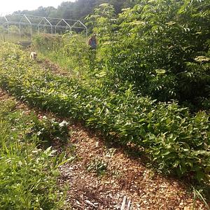 Interwoven Permaculture