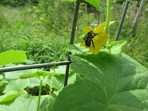 Interwoven Permaculture