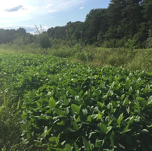 Interwoven Permaculture