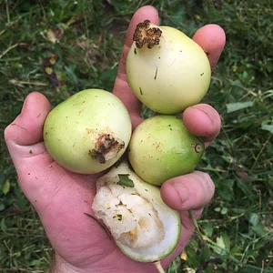 Interwoven Permaculture