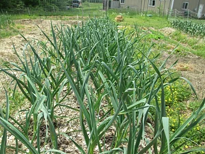 Interwoven Permaculture