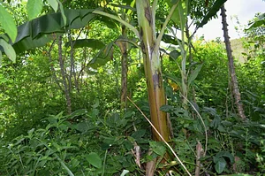 Agroecologia no Sítio Ypiranga