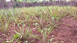 Eco-ferme de Possotome Sud-Bénin