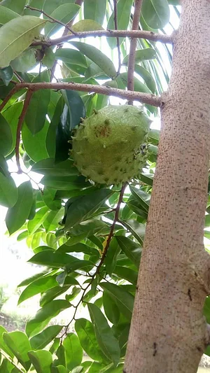 Eco-ferme de Possotome Sud-Bénin