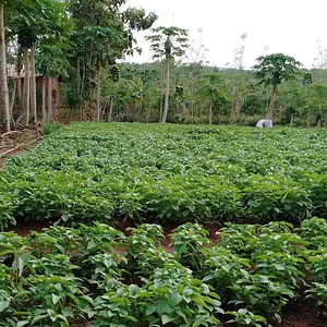 Eco-ferme de Possotome Sud-Bénin