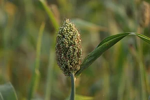 Aranya Agricultural Alternatives