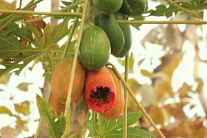 Aranya Agricultural Alternatives