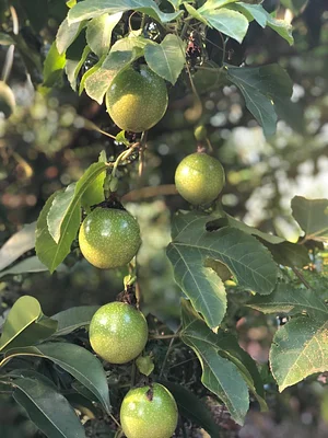 Aranya Agricultural Alternatives