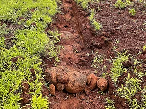 Aranya Agricultural Alternatives