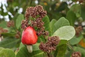 Aranya Agricultural Alternatives