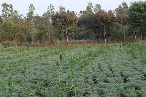 Aranya Agricultural Alternatives