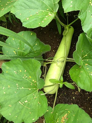 Aranya Agricultural Alternatives