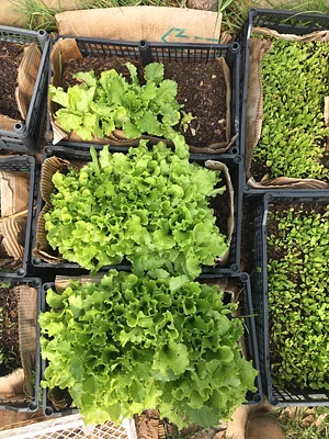 Bandejas de alimentos