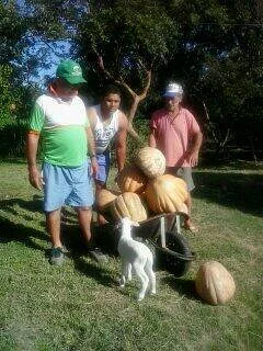 segunda colheita de abóboras