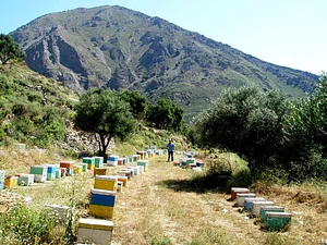 Biodiversity protection and organic beekeeping.