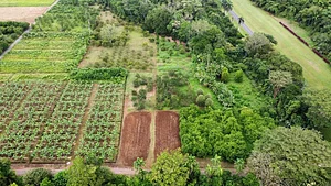 Reforestación con especies forestales nativas para fijación de carbono