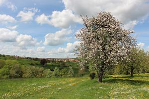 Volkert Family Permaculture Orchard