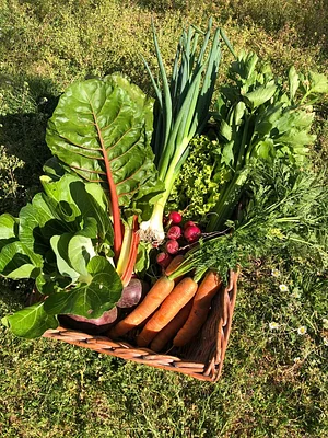 Un panier de légume d'été