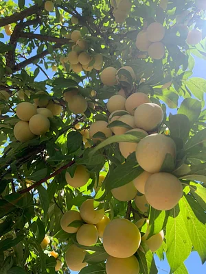 Ciruelos blancos (amarillos) una planta muy generosa