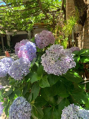 Se descansa debajo del “parrón“ y con la compañía de las flores
