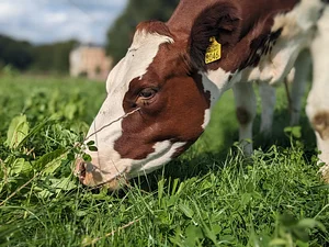 Strip grazing in herbaceous grassland