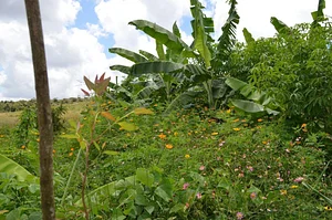 Vista externa do canteiro 2 para o um, com 6 meses. Vale observar a altura das bananeiras com seis meses de plantadas e obser...
