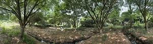 Rain trees generate microclimate supporting the growth of herbs and plants requiring shade.