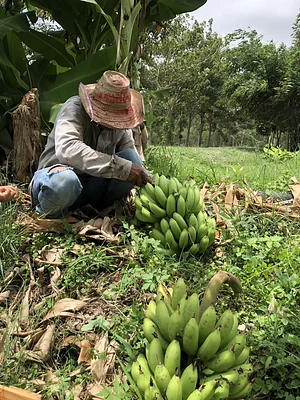 Banana from BTLLAgroforestry
