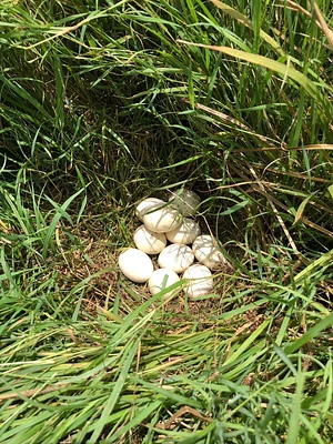 Wild duck eggs at BTLLAgroforestry