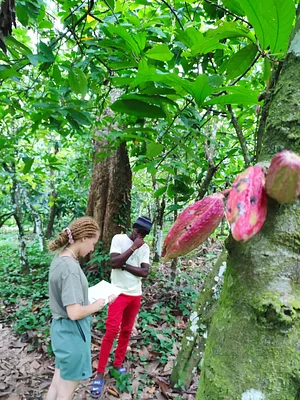 Production du cacao-culture.