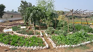 Demo vegetable garden